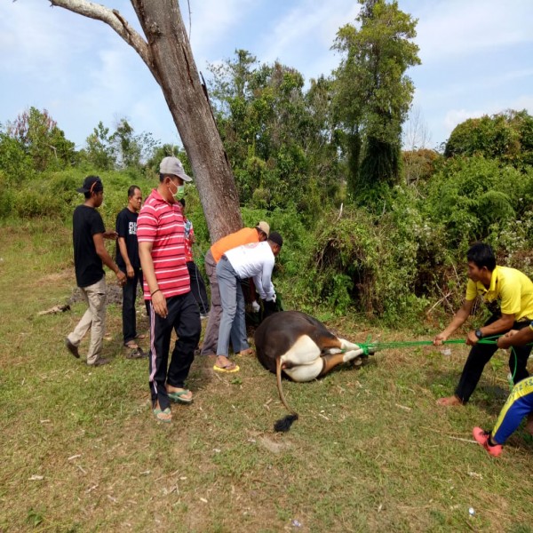 Kegiatan penyembelihan Hewan Qurban dalam hari raya Idul Adha