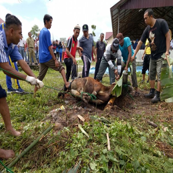 PEMOTONGAN HEWAN QURBAN DI SMKN2 PENAJAM PASER UTARA